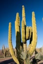 Organ Pipe Cactus Royalty Free Stock Photo