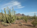 Organ pipe cactus Royalty Free Stock Photo