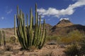 Organ Pipe Cactus