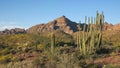 Organ pipe cactus and ajo mnts in arizona