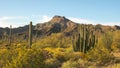 Organ pipe cactus and ajo mnts in arizona, usa