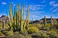Organ Pipe Cactus Royalty Free Stock Photo