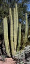 An organ pipe cactus growing in the Sonoran Desert Royalty Free Stock Photo