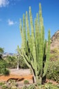 Organ Pipe Cactus in the Koko Crater Botanical Garden Royalty Free Stock Photo