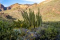 Organ Pipe Cactus National Monument, with the namesake cactus next to wildflowers in late afternoon sunshine Royalty Free Stock Photo