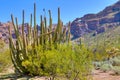 Organ Pipe Cactus National Monument Royalty Free Stock Photo