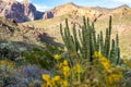Organ Pipe Cactus National Monument in southern Arizona, with wildflowers, looking out to the Diablo Mountains from Ajo Mountain