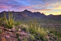 Organ Pipe Cactus Royalty Free Stock Photo