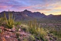 Organ Pipe Cactus Royalty Free Stock Photo