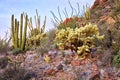 Organ Pipe Cactus Royalty Free Stock Photo