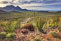 Organ Pipe Cactus Royalty Free Stock Photo