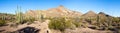 Organ Pipe Cactus Royalty Free Stock Photo