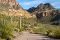 Organ Pipe Cactus and Saguaro cacti grow together in harmony along Ajo Mountain Drive in Arizona in the National Monument