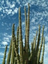 Organ Pipe Cactus, State of Baja California Sur, Mexico Royalty Free Stock Photo