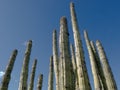 Organ pipe cactus Stenocereus thurberi Royalty Free Stock Photo