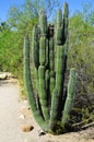 The Organ Pipe Cactus Stenocereus thurberi Royalty Free Stock Photo