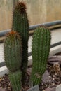 Organ pipe cactus or Stenocereus Thurberi plant in Saint Gallen in Switzerland Royalty Free Stock Photo