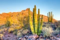 Organ Pipe Cactus Royalty Free Stock Photo