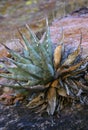 Organ pipe national park, Arizona - Agava sp.