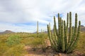 Organ Pipe And Saguaro Cactuses In Organ Pipe Cactus National Monument, Arizona, USA