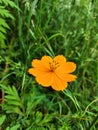 Organe blossom flower with green  grass Royalty Free Stock Photo