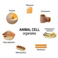 Organelles of animal cells Royalty Free Stock Photo