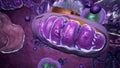 Organelles inside Eukaryote, focus on mitochondria Royalty Free Stock Photo