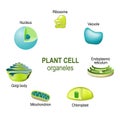 Organelles of plant cells Royalty Free Stock Photo