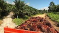 Organg Truck Full Of Palm Oil Fruits Moving