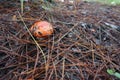 An organge mushroom just grow from the pine forest Royalty Free Stock Photo