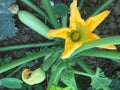 Organgic squash growing in the field