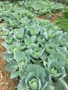 Organgic vegetable cabbage field in spring