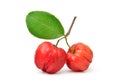 Organic acerola cherry with green leaf