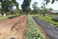Organic,Agriculture,farm,rice ,Thai farmers,Dipterocarpus alatus