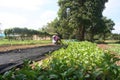 organic,Agriculture,farm,rice ,Thai farmers,Dipterocarpus alatus
