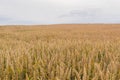 Organic agriculture - wheat field with copy space Royalty Free Stock Photo