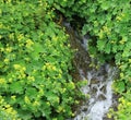 Organic Alchemilla Vulgaris Side of Creek on Mountains