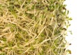 Organic Alfalfa Sprouts Isolated Royalty Free Stock Photo