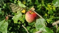 Organic apple on apple tree branch