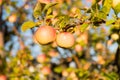 Organic apple crops farm or garden. Autumn apples harvesting season. Rich harvest concept. Apples yellow ripe fruits on Royalty Free Stock Photo