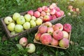 Organic apple harvest in wooden box and basket in grass. Freshly harvested different colorful apples in garden Royalty Free Stock Photo