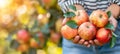 Organic apple held in hand among selection on blurred background with copy space