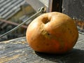 Organic apple known in Serbia as `koÃÂ¾ara` Royalty Free Stock Photo