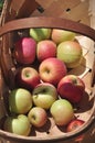 Organic Apple Orchard Royalty Free Stock Photo