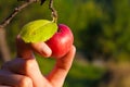 Organic apple picking