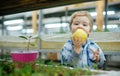 Organic apple. small kid eating fresh organic apple. organic apple is a healthy natural product. organic apple for small