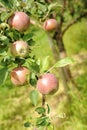 Organic apple tree