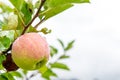 Organic apple with water drops