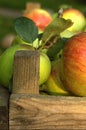 Organic apples Royalty Free Stock Photo