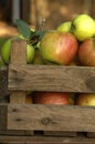 Organic apples Royalty Free Stock Photo